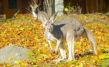 デトロイト動物園 デトロイト エクスペディア デトロイト動物園 デトロイト エクスペディア