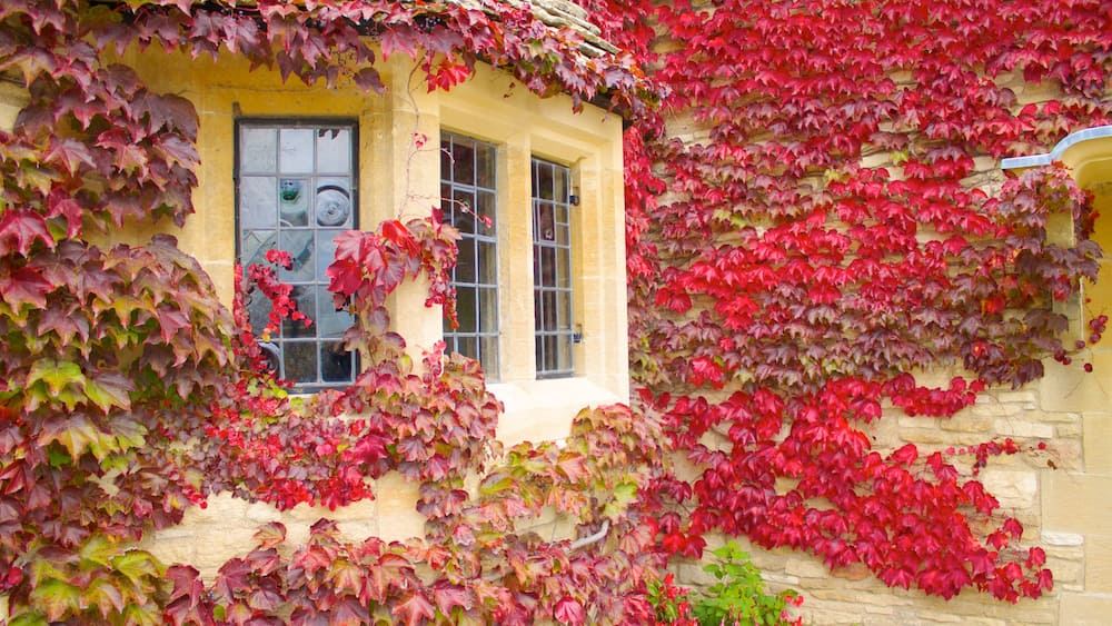 Greenfield Village which includes autumn leaves and a house