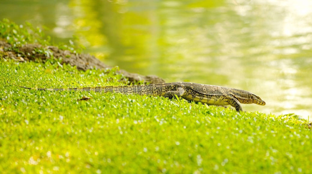 Lumpini Park showing a pond, animals and landscape views