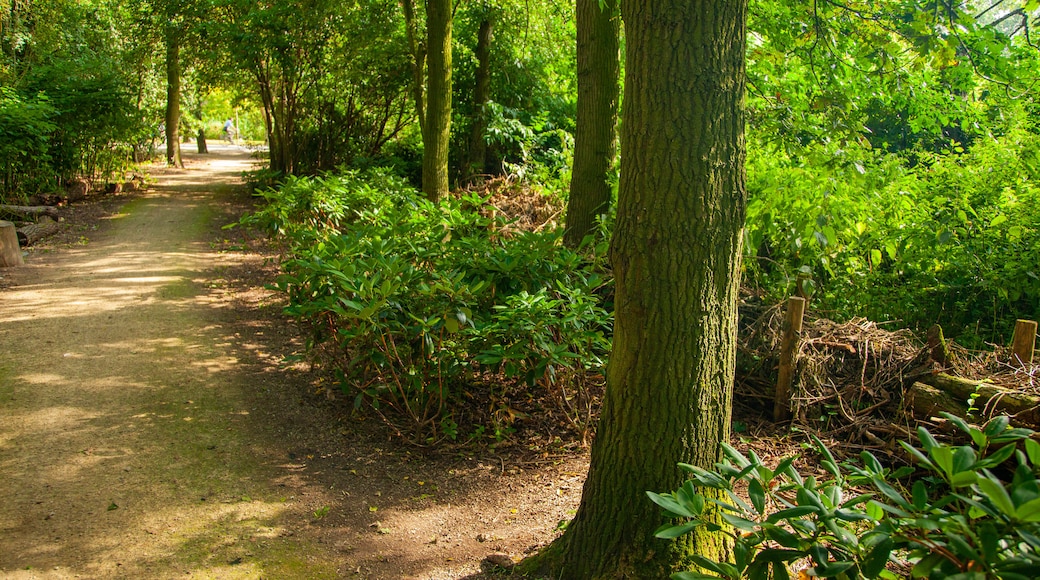 Vondelpark which includes a park, forest scenes and landscape views