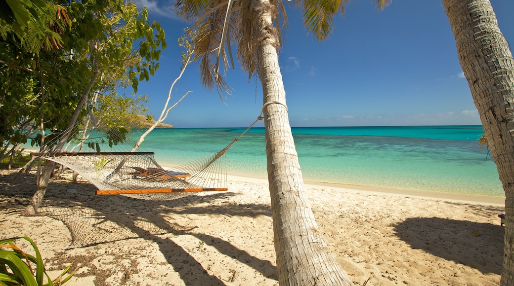 Isla Nacula que incluye escenas tropicales y una playa