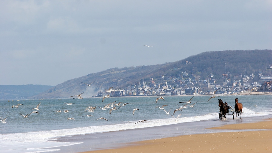Cabourg che include località costiera, spiaggia sabbiosa e giro a cavallo
