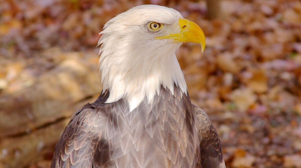 Grants Farm mettant en vedette vie des oiseaux