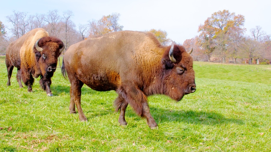 Grants Farm which includes autumn colours, zoo animals and land animals
