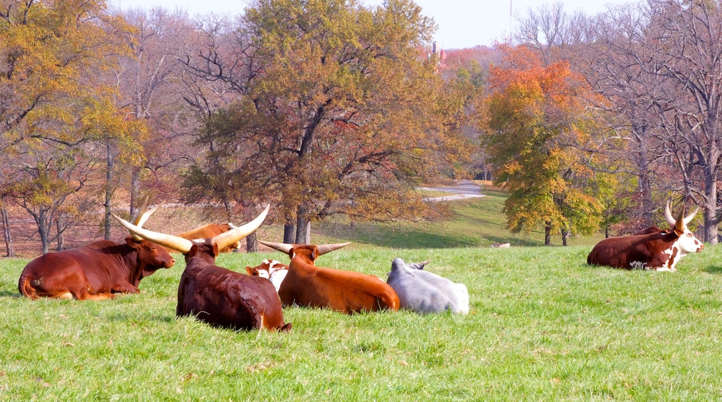 Grants Farm featuring autumn colours, landscape views and land animals