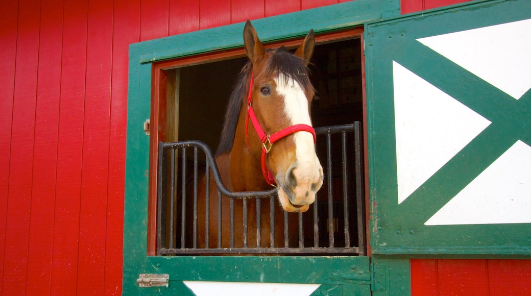 Grants Farm which includes land animals