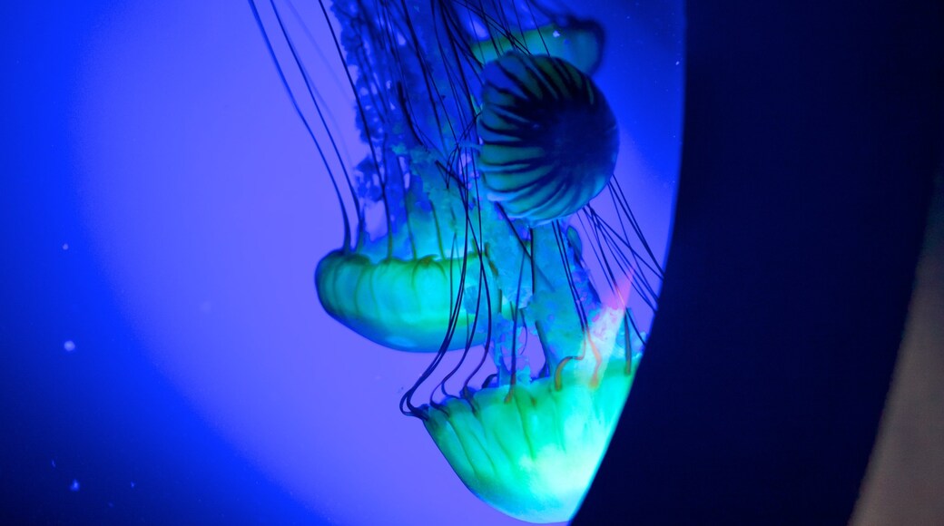 Living Planet Aquarium which includes marine life