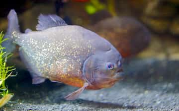 visit loveland living planet aquarium