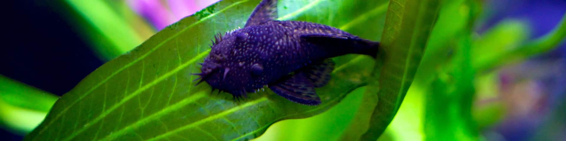 Living Planet Aquarium featuring marine life