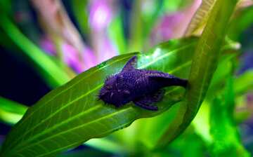 visit loveland living planet aquarium