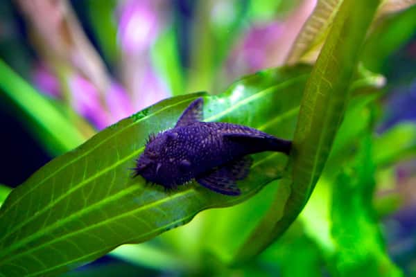 Living Planet Aquarium que incluye vida marina
