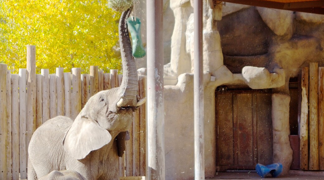 Hogle Zoo showing zoo animals and land animals