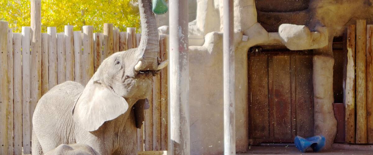 Hogle Zoo which includes zoo animals and land animals