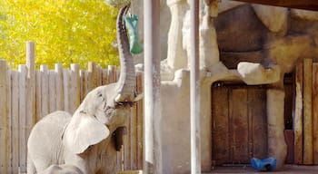 Hogle Zoo showing land animals and zoo animals