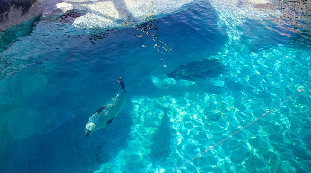 Hogle Zoo showing marine life and zoo animals