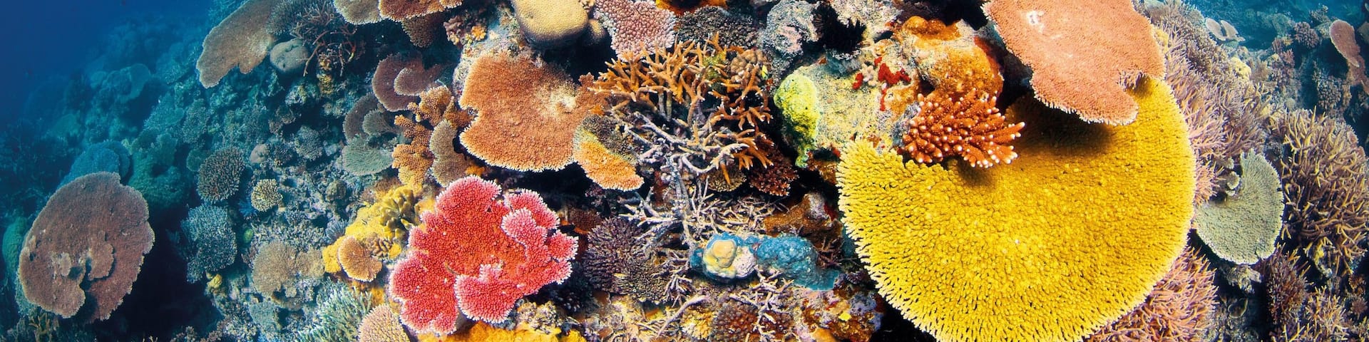 Great Barrier Reef showing scuba diving, marine life and coral