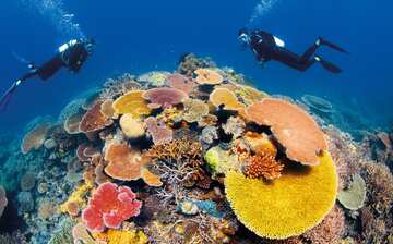 グレート バリア リーフ ウェンジェッティ エクスペディア グレート バリア リーフ ウェンジェッティ エクスペディア