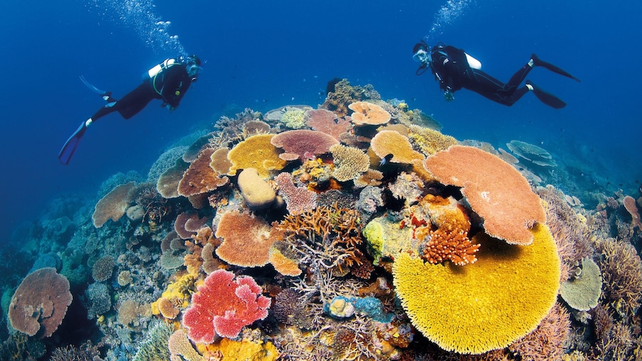 Great Barrier Reef featuring diving, marine life and colorful reefs