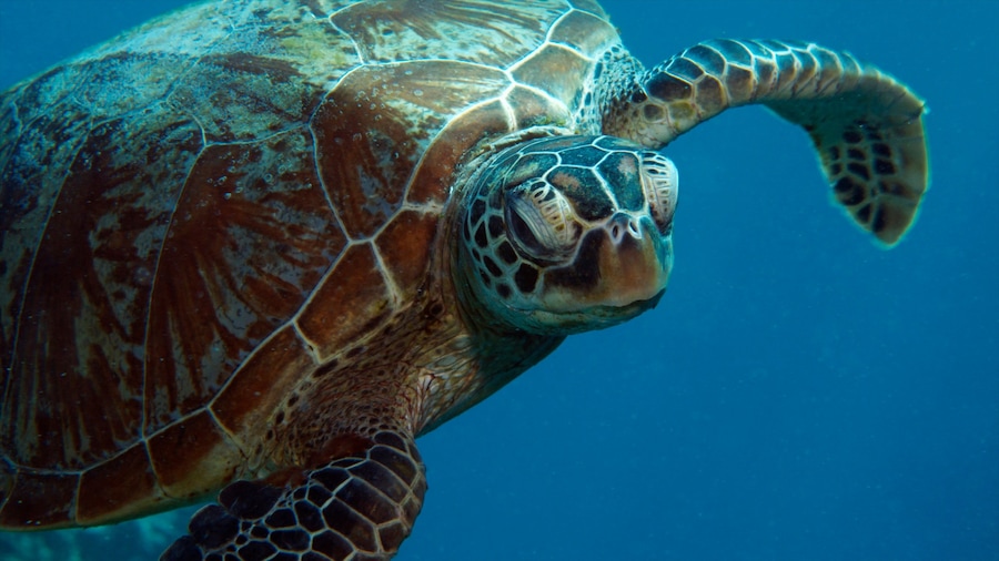 Groot Barrièrerif bevat zeedieren