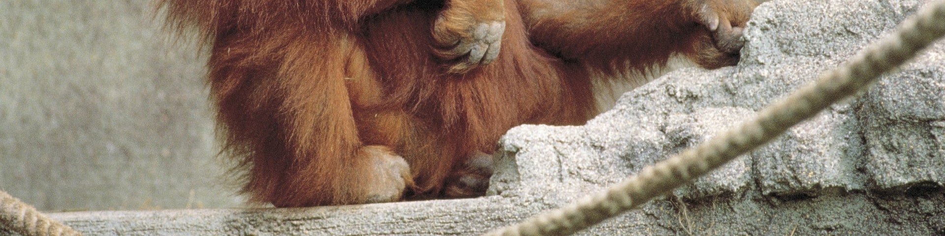 Adelaide Zoo which includes zoo animals and cuddly or friendly animals