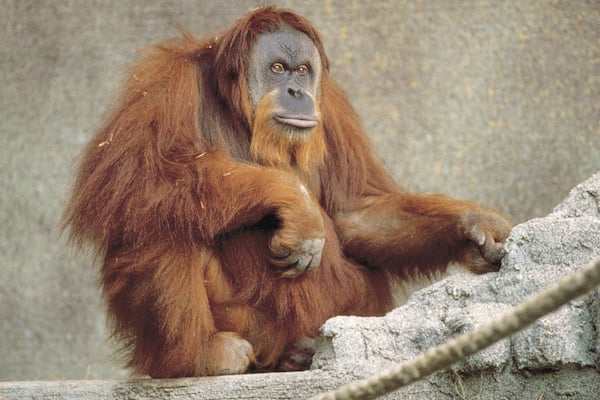 Adelaide Zoo which includes cuddly or friendly animals and zoo animals