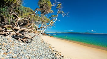 Noosa Heads showing a sandy beach and tropical scenes