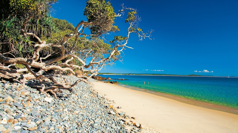 Noosa Heads featuring tropical scenes and a beach