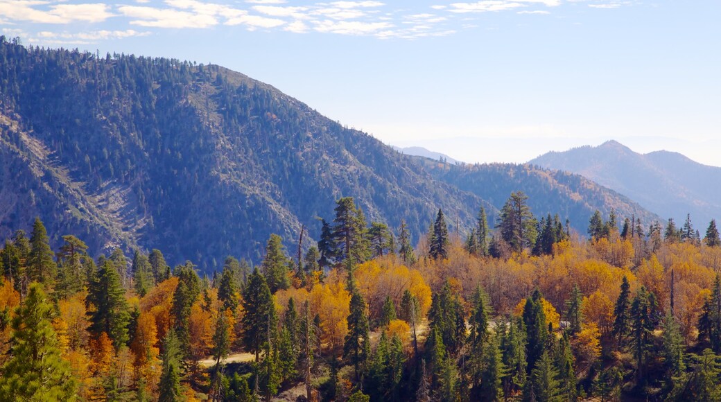 Big Bear Lake showing forests and autumn leaves