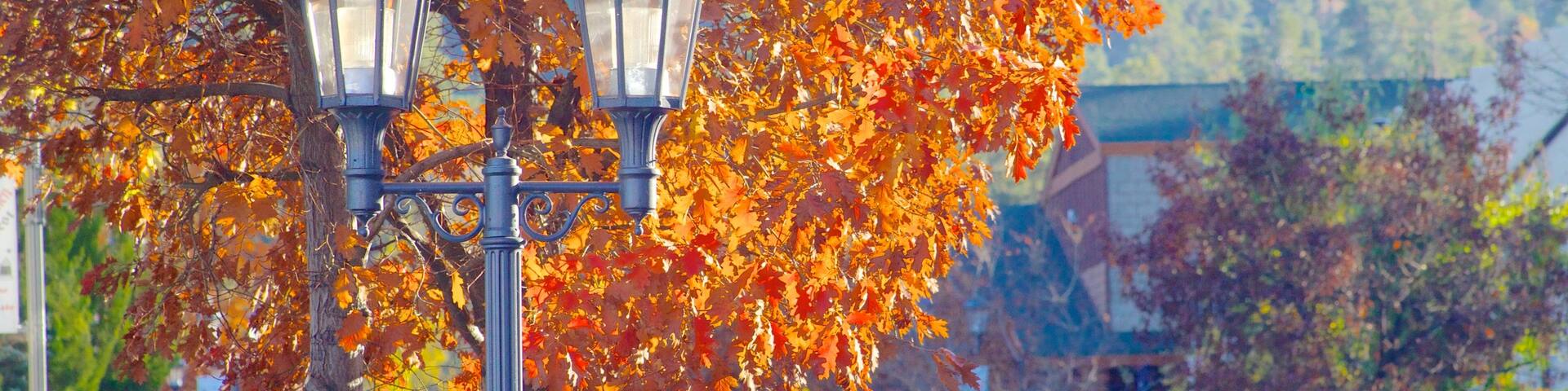 Southern California showing autumn leaves and street scenes