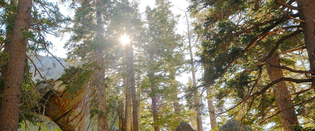 California featuring landscape views and forests