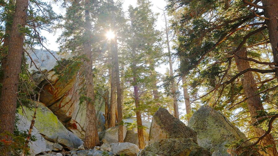 California que incluye escenas forestales y vistas de paisajes