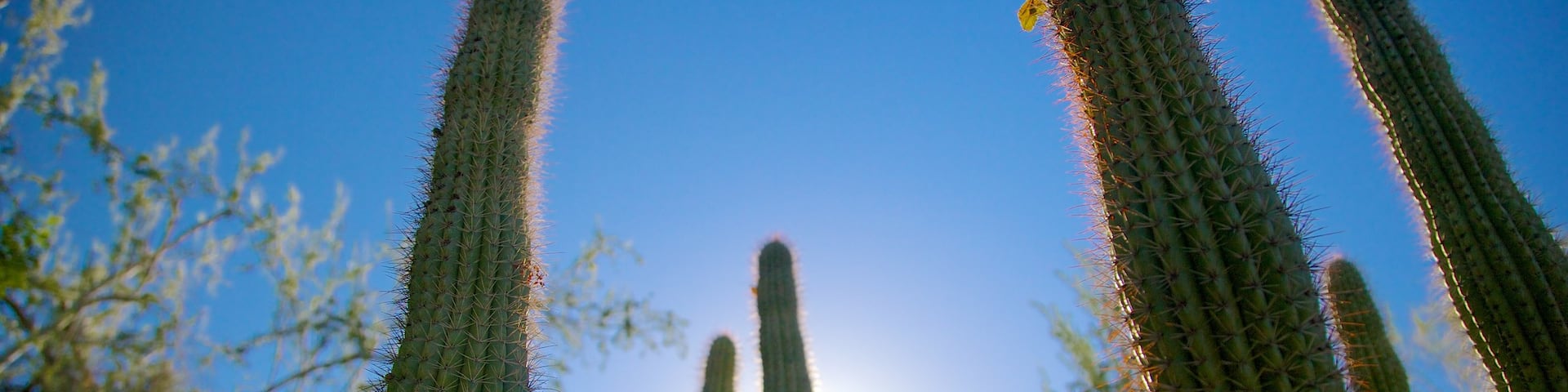 Moorten Botanical Garden and Cactarium which includes a garden