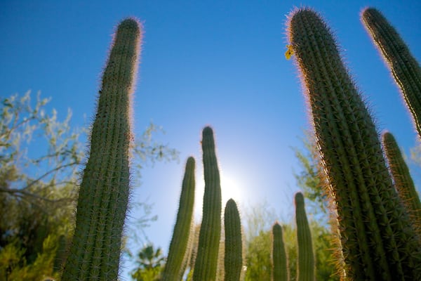 Moorten Botanical Garden and Cactarium featuring a garden