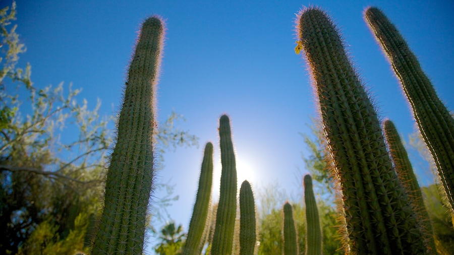 Cacti and desert plants at Moorten Botanical Garden under a bright blue sky.