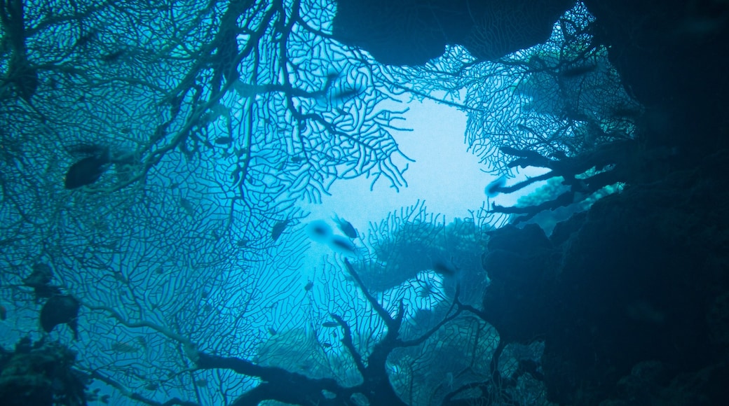 Observatorio submarino mostrando coral