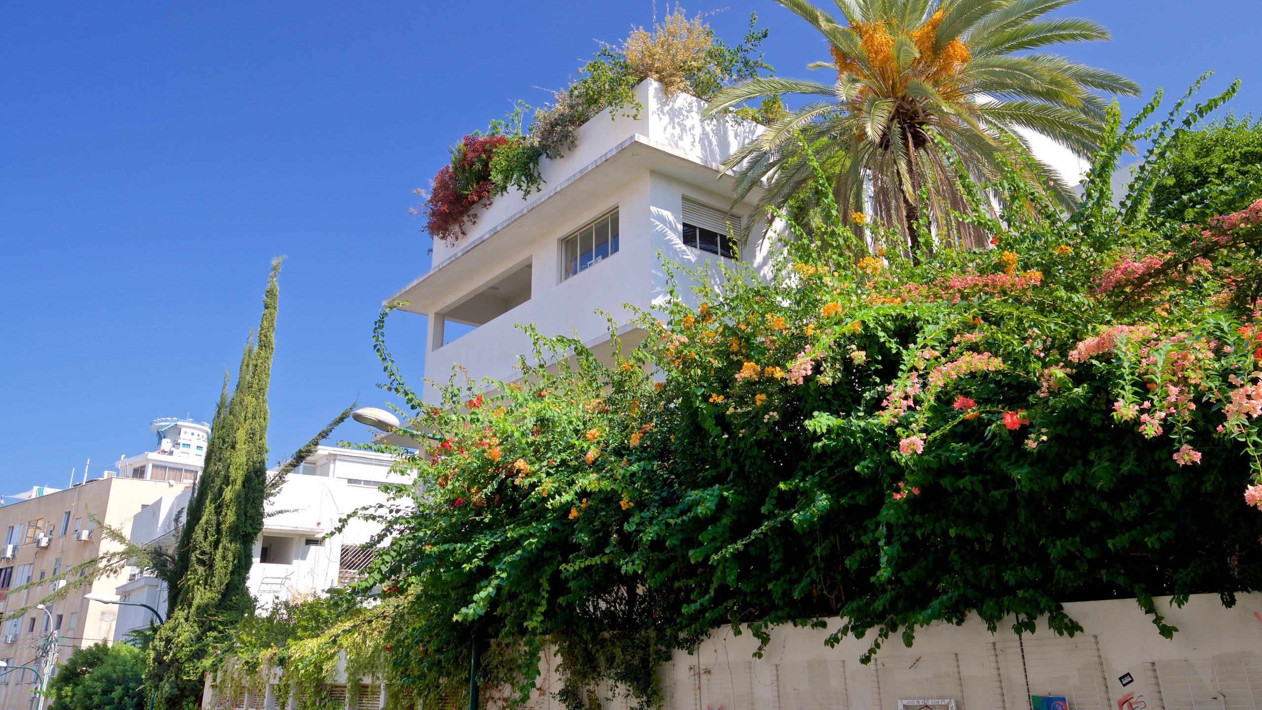 Tel Aviv mostrando flores silvestres