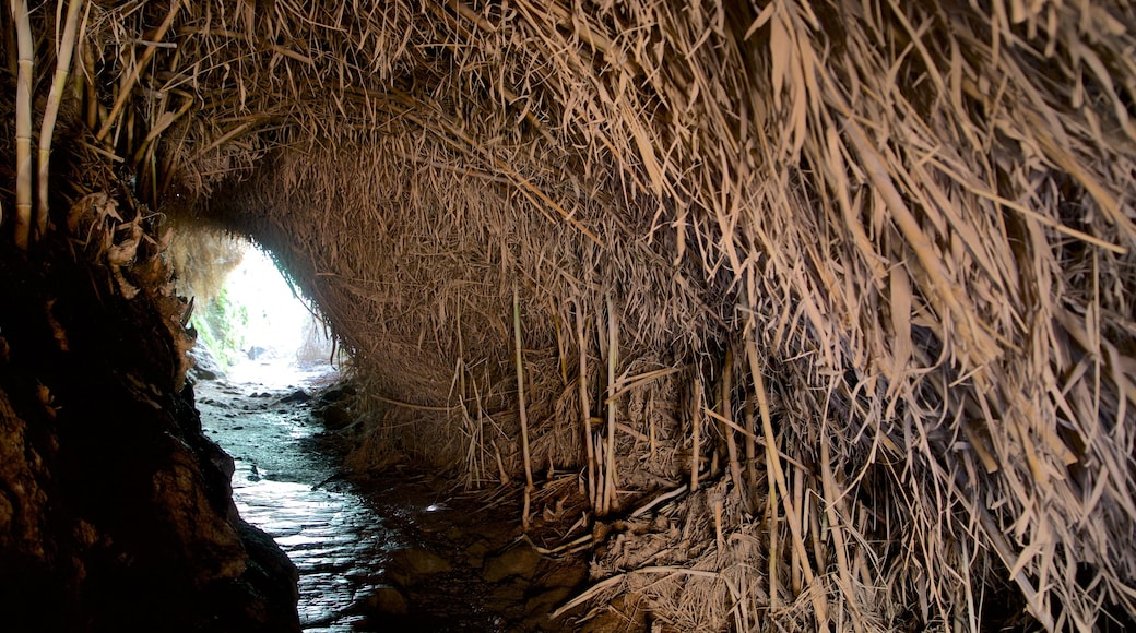 Ein Gedi National Park which includes caves and a river or creek