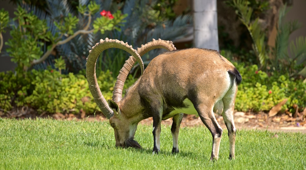 Giardini botanici di En Gedi che include animali di terra e animali da zoo