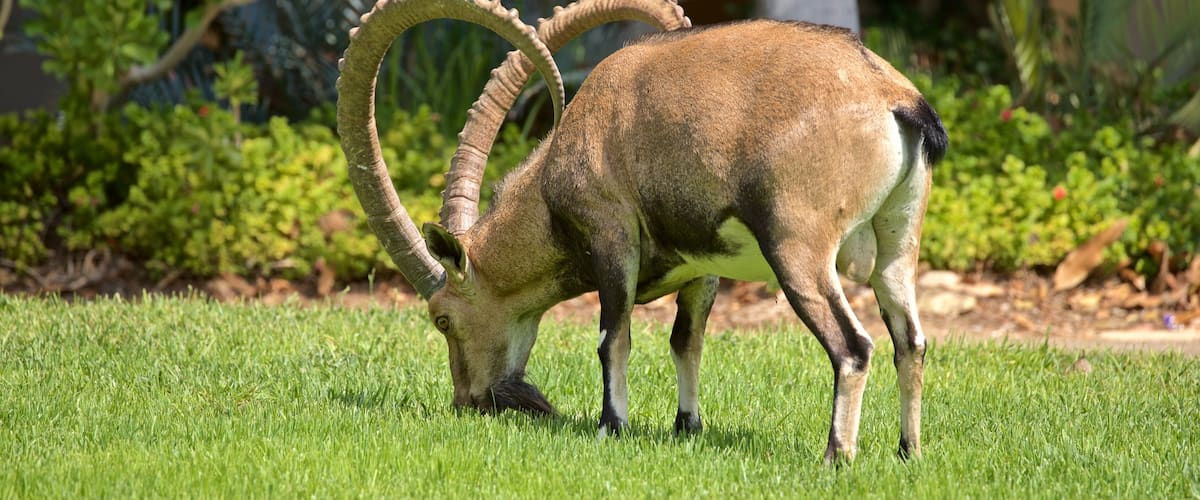 Jardin botanique d\'Ein Gedi qui includes animaux de zoo et animaux terrestres