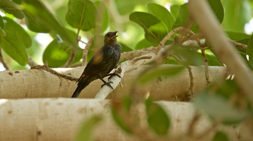 Ein Gedi botaniska trädgård presenterar fåglar