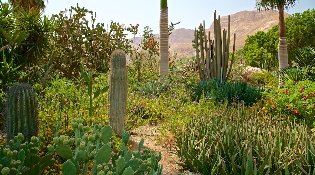 Ein Gedi Botanical Garden which includes wild flowers and a garden