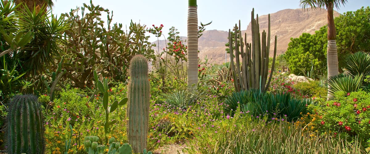 Botanischer Garten von Ein Gedi welches beinhaltet Park und Wildblumen