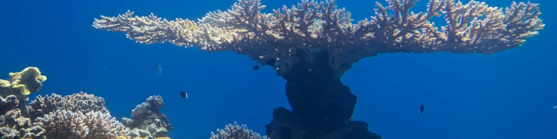 Underwater Observatory which includes marine life and coral