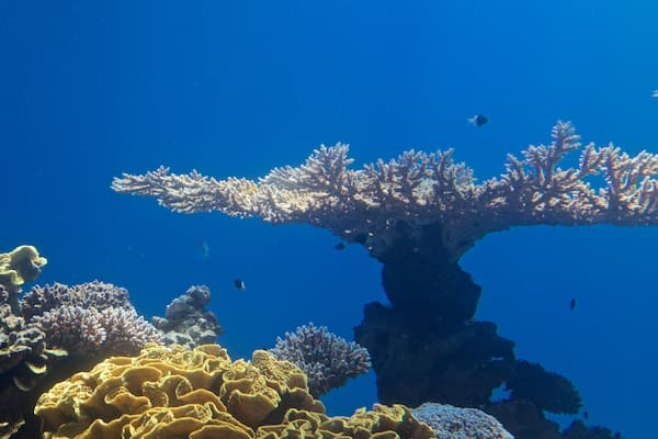Observatoire sous-marin montrant corail et vie marine