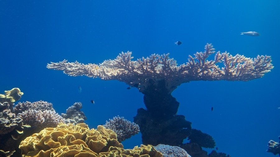 Underwater Observatory featuring marine life and colourful reefs