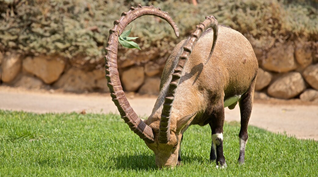 Jardín botánico Ein Gedi ofreciendo animales del zoológico y animales terrestres