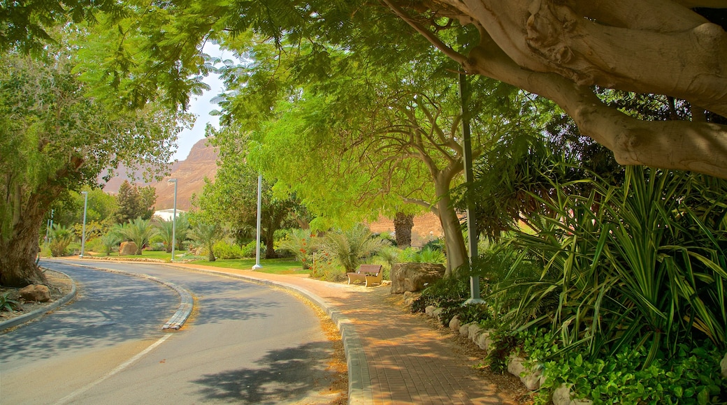 Ein Gedi botaniska trädgård som visar en trädgård