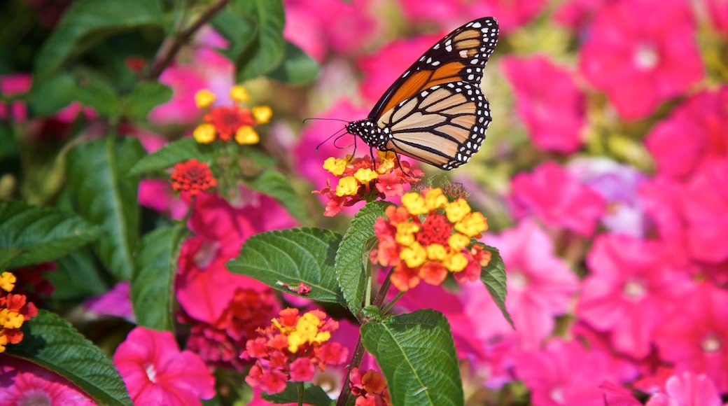 Carmel Arts and Design District showing animals and wild flowers