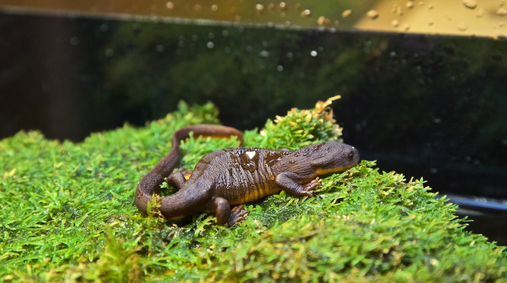 Wonderlab Science Museum som omfatter dyr og dyr fra zoologisk have