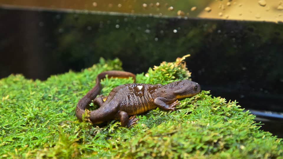Wonderlab Science Museum que inclui animais e animais de zoológico